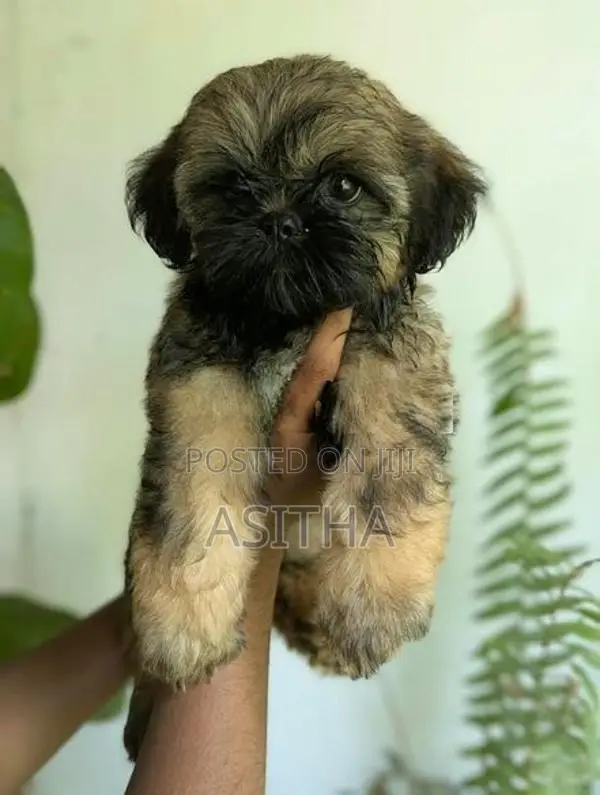 Russian Shih-Tzu Female Puppy