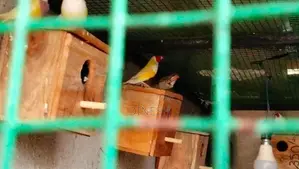 Gouldian Bird