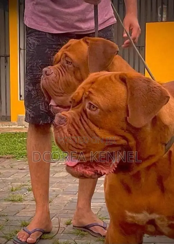 Dogue De Bordeaux (french Mastiff) Puppies