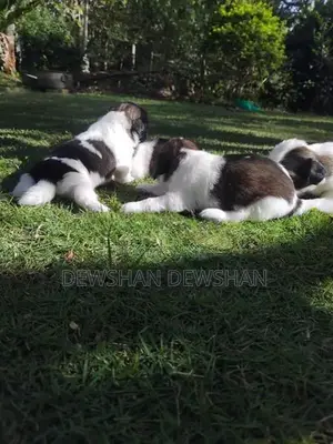 Mini Sitzu