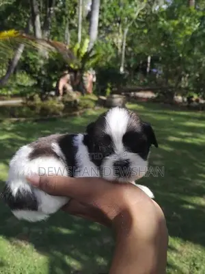 Mini Sitzu