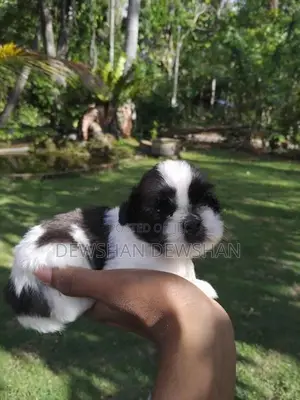 Mini Sitzu