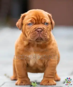 Dogue De Bordeaux (french Mastiff) Puppies