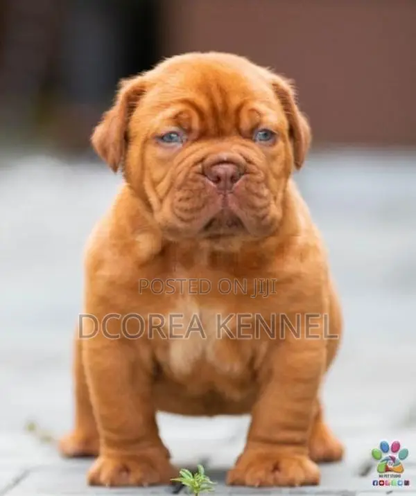 Dogue De Bordeaux (french Mastiff) Puppies