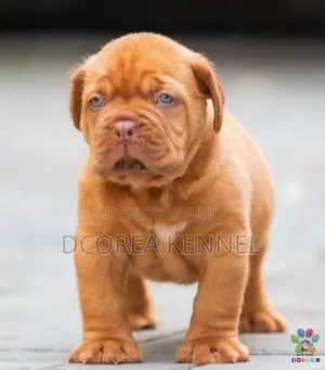 Dogue De Bordeaux (french Mastiff) Puppies