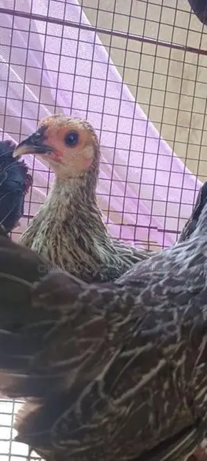 Bantam OEG