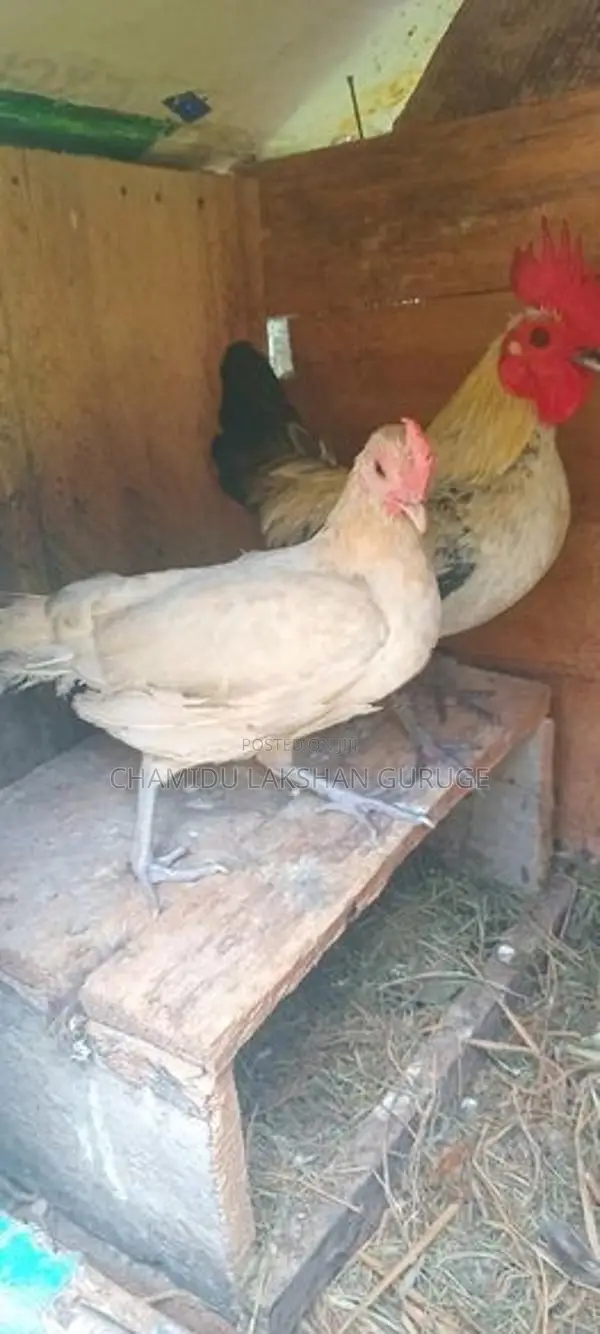 Bantam OEG