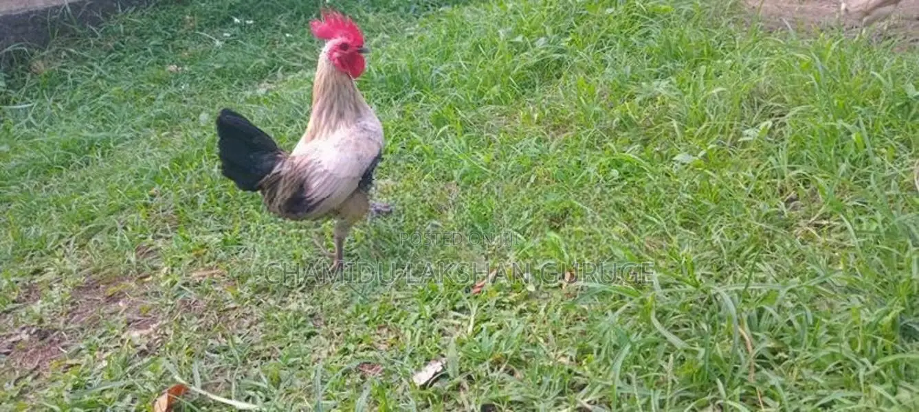 Bantam OEG
