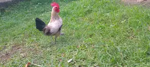 Bantam OEG