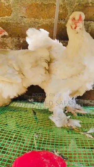 Brahma Chicken