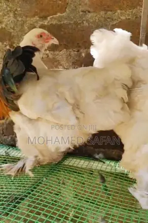 Brahma Chicken