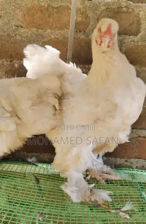 Brahma Chicken