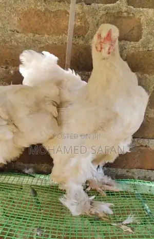 Brahma Chicken