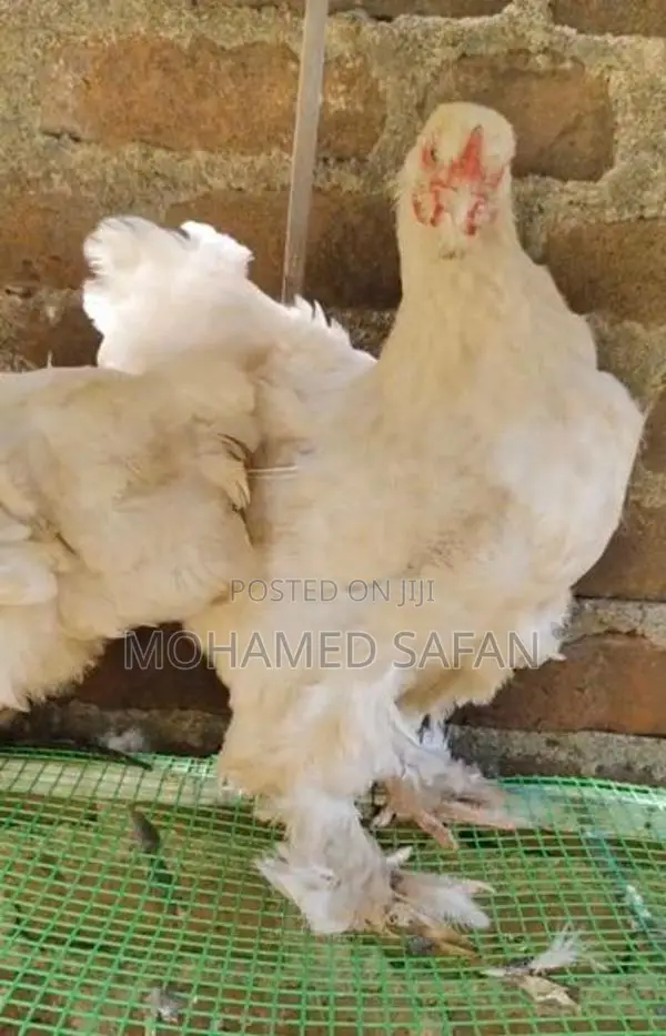 Brahma Chicken