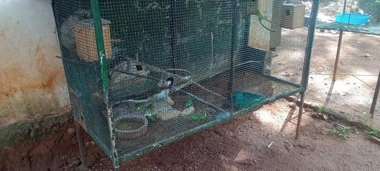 Love Birds With Cage