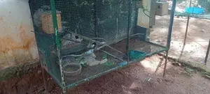 Love Birds With Cage