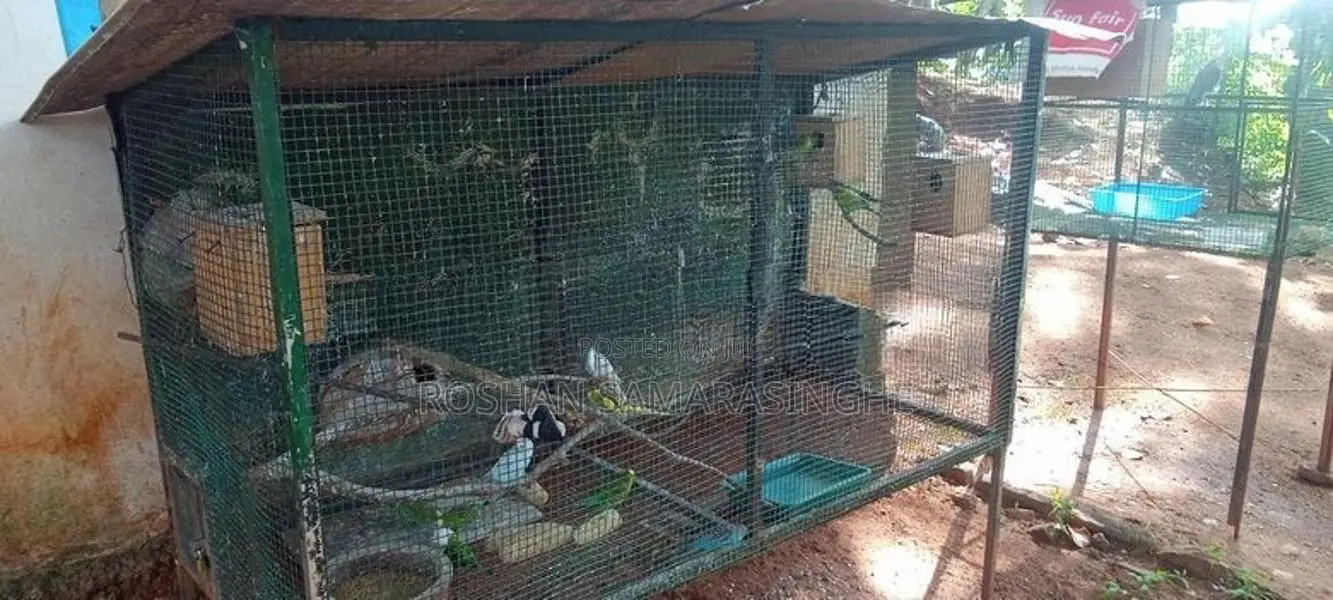 Love Birds With Cage