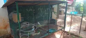 Love Birds With Cage