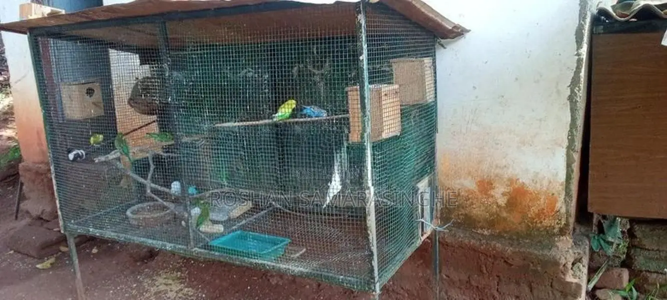 Love Birds With Cage