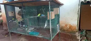 Love Birds With Cage
