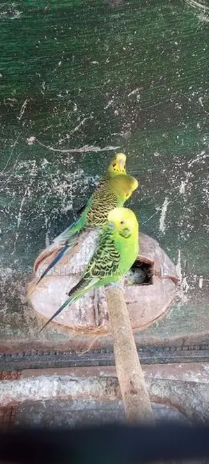 Love Birds With Cage