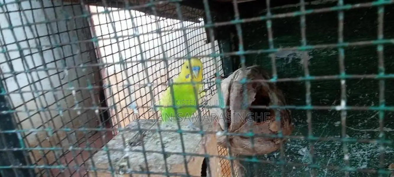 Love Birds With Cage