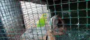 Love Birds With Cage