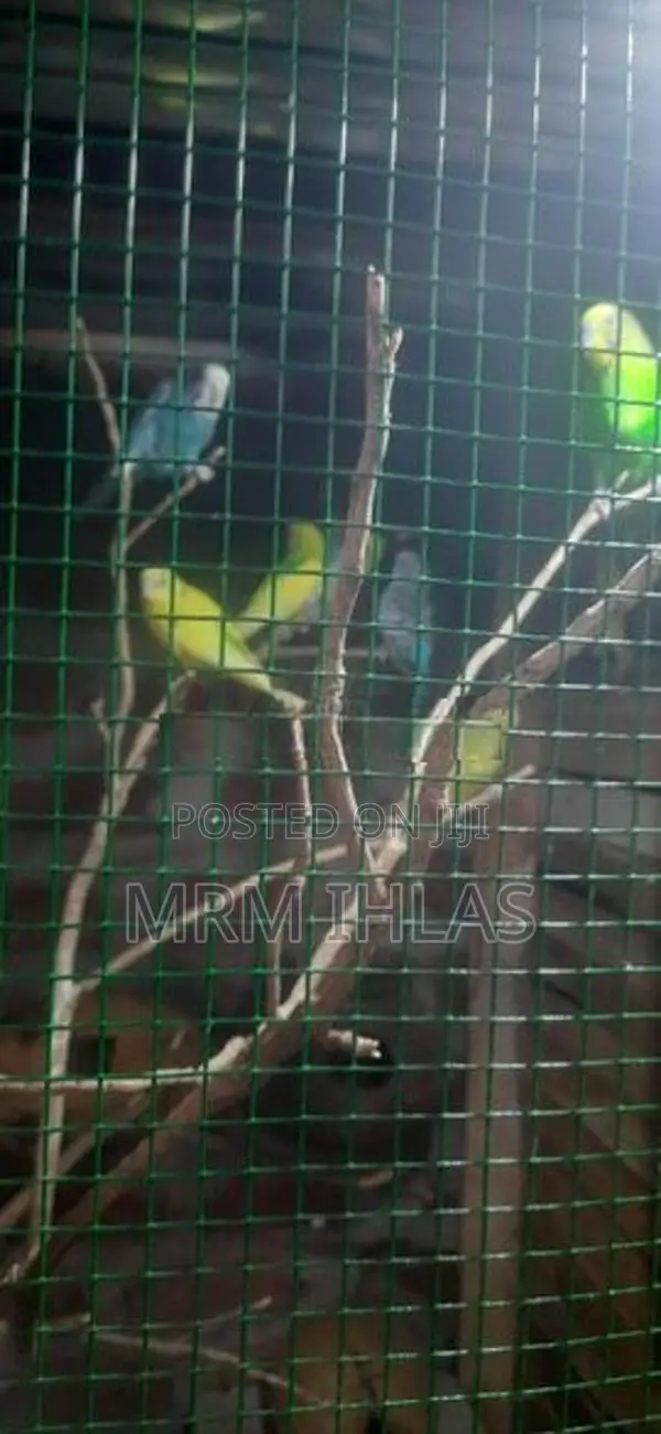 Love Birds