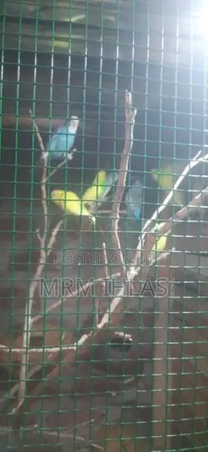 Love Birds