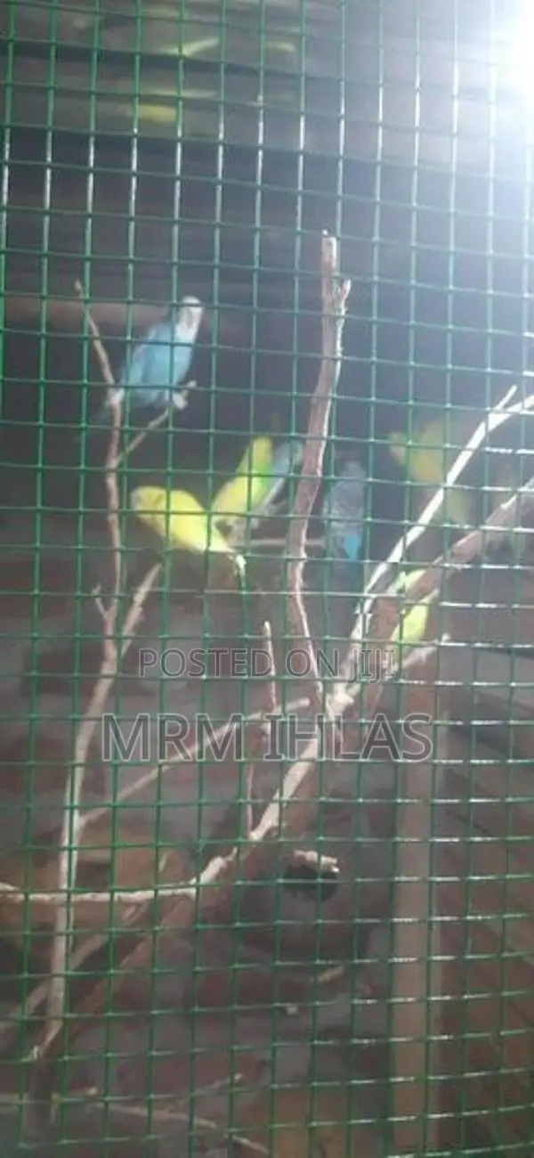 Love Birds