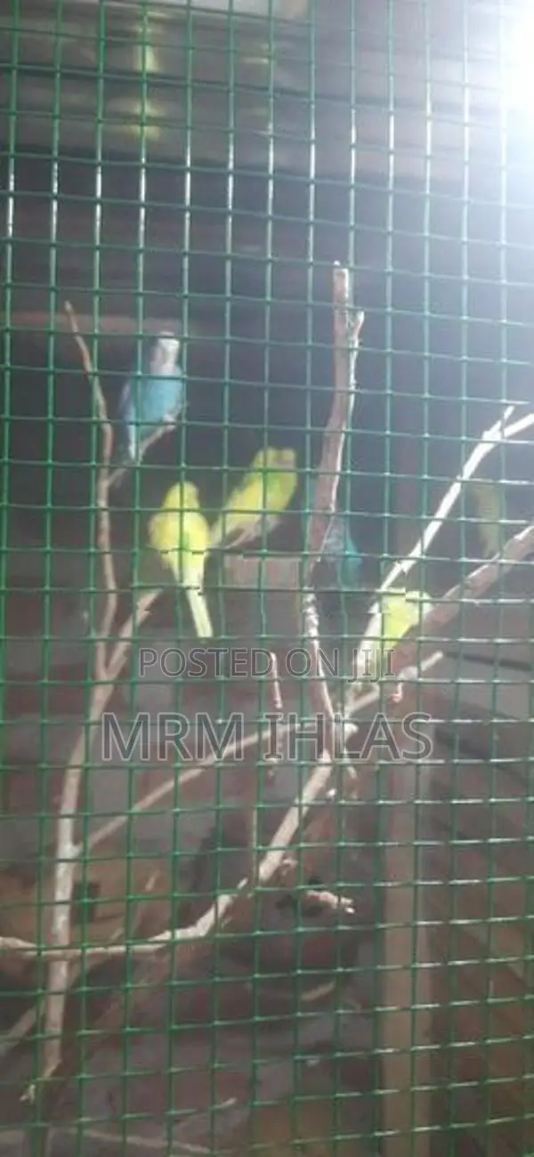 Love Birds