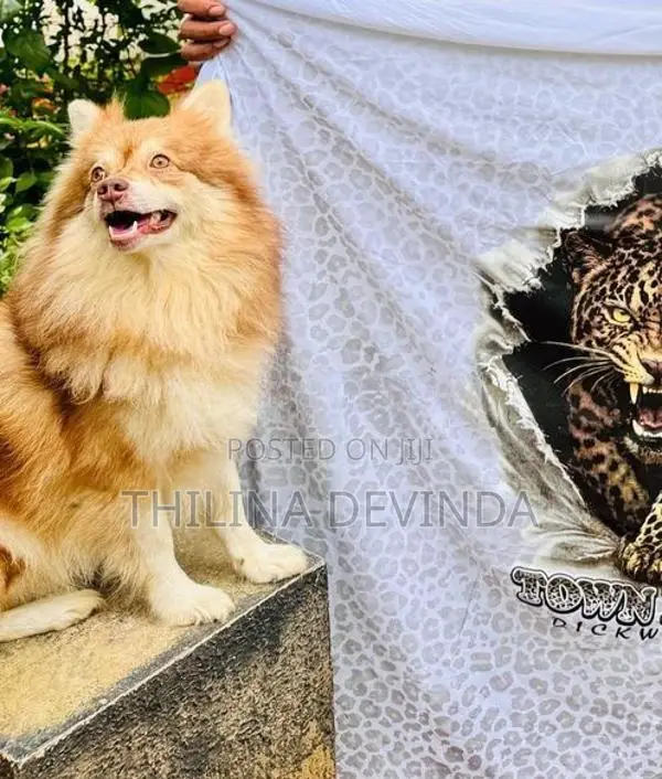 Pomeranian Puppy