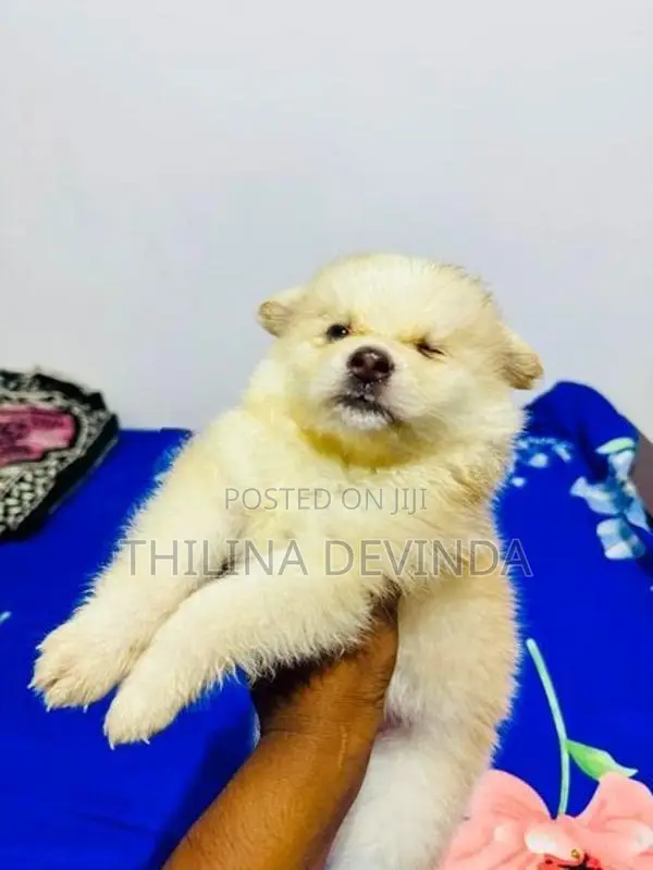 Pomeranian Puppy