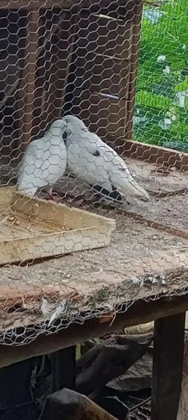 Pigeon