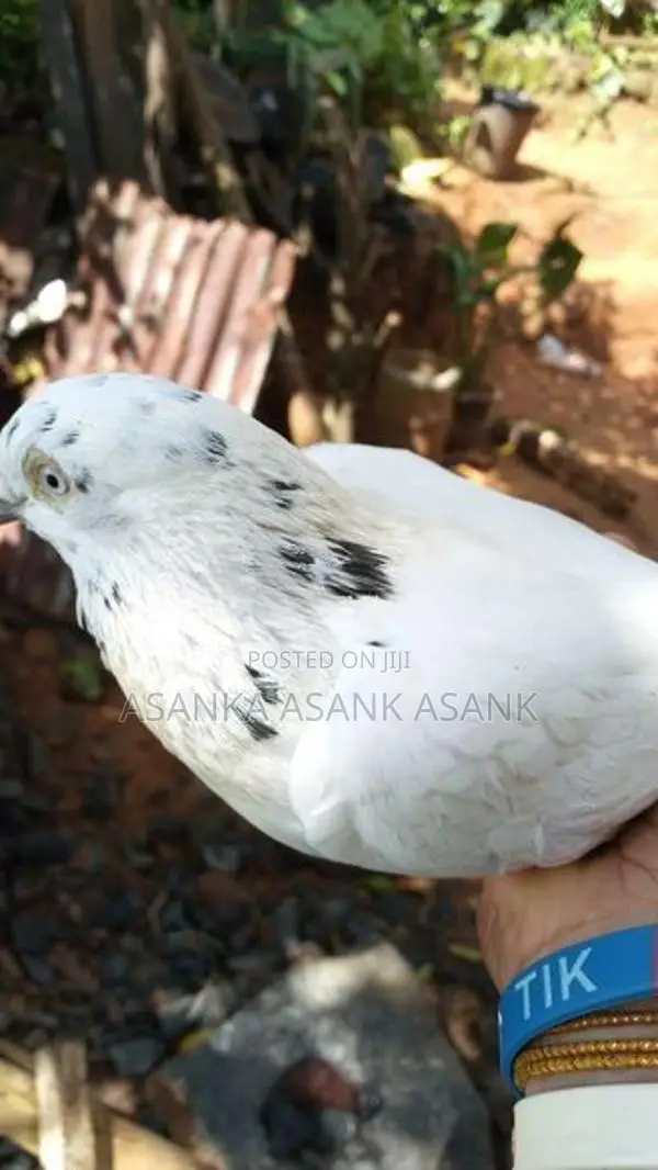 Pigeon