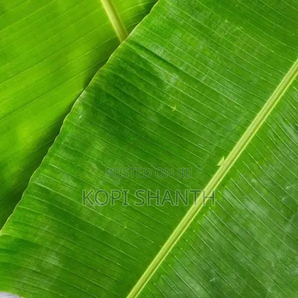 Banana Leave