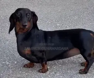 Dachshund Female Dog