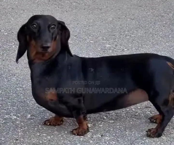 Dachshund Female Dog