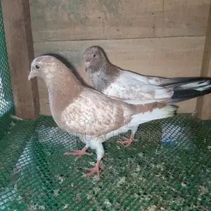 Red Pakistan Pigeon