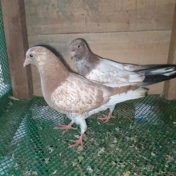 Red Pakistan Pigeon