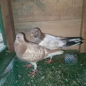 Red Pakistan Pigeon