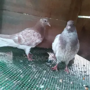 Red Pakistan Pigeon