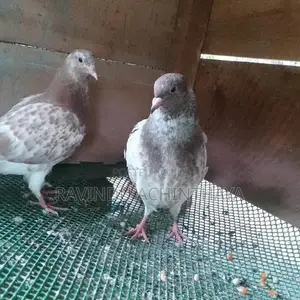 Red Pakistan Pigeon