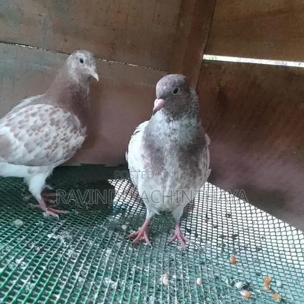 Red Pakistan Pigeon