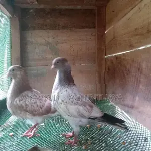 Red Pakistan Pigeon