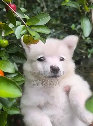 Pomeranian