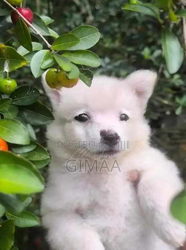 Pomeranian