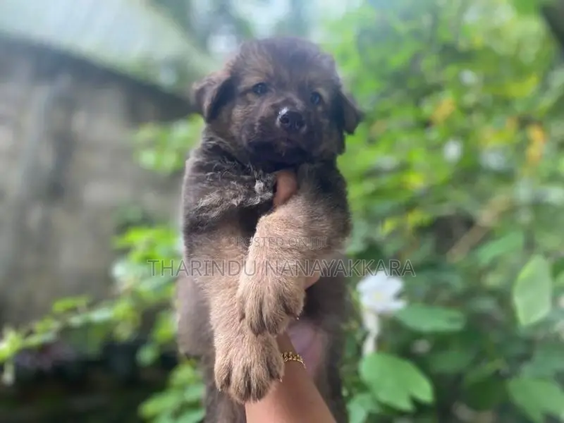 German Shepherd Puppy