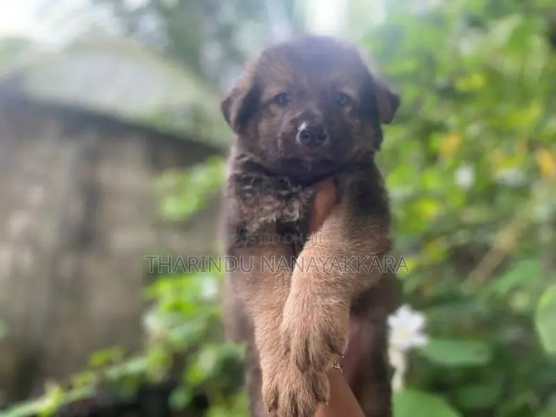 German Shepherd Puppy