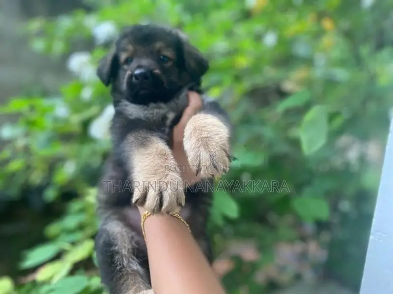 German Shepherd Puppy